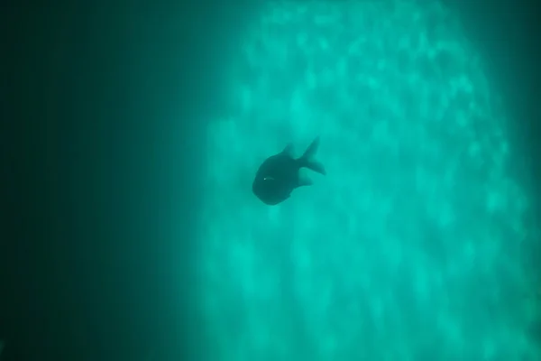 水泳水中、ピラニアは赤いピラニア Serrasalmus// — ストック写真