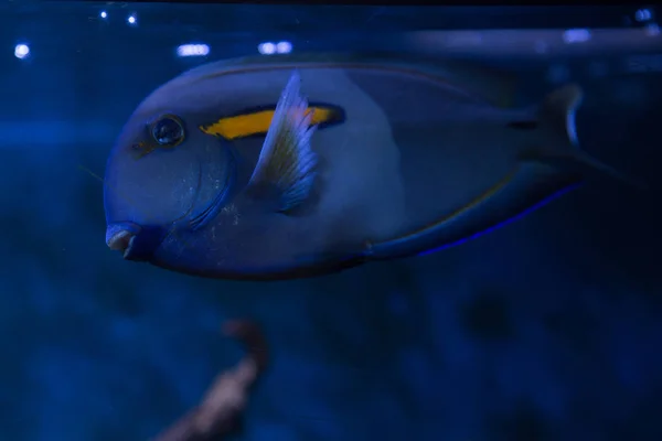 Acanthurus tennenti Doubleband surgeonfish 산호초 수족관에 따라 수영 — 스톡 사진