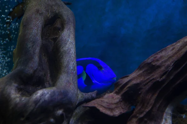 베트남의 수족관에서 블루 탱 외과 의사 물고기 Paracanthurus hepatus — 스톡 사진