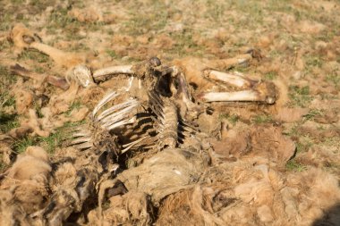 Bozkırda ölü deve. Yerde deve kemikleri