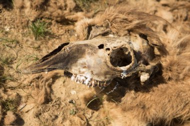 Bozkırda ölü deve. Yerde deve kemikleri