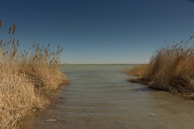 Aral denizi kıyısında kuru sazlıklar. Kazakistan