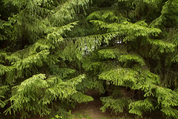 Ramos de pinheiros verdes frescos na floresta ensolarada no fundo das montanhas da primavera — Fotografia de Stock