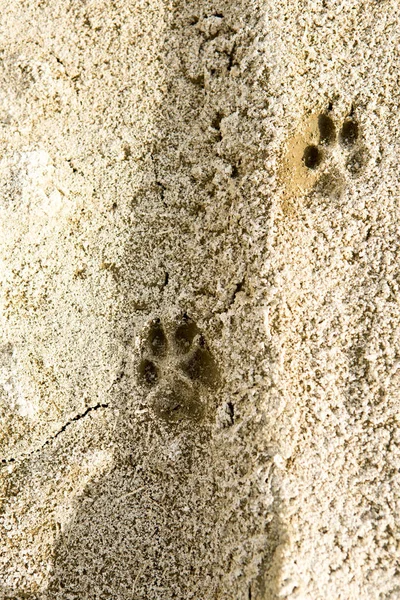 Voetafdrukken van het dier in het zand, op zachte grond — Stockfoto