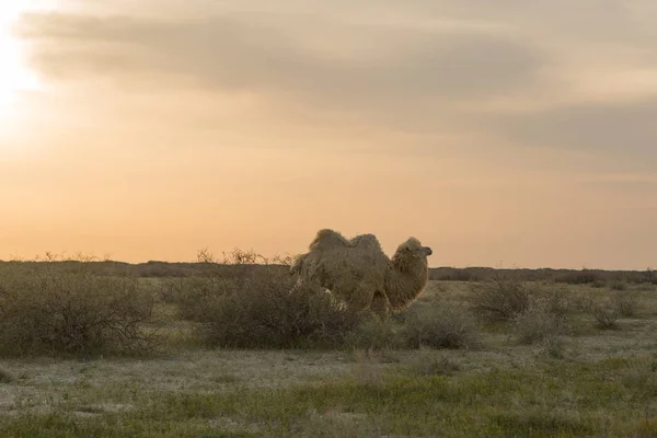 Camel marchant sur la steppe sèche en Asie centrale. Kazakhstan — Photo