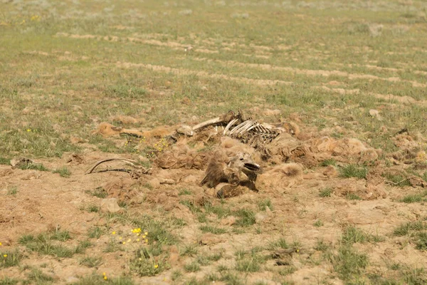 Un chameau mort dans la steppe. Os de chameau sur le sol — Photo