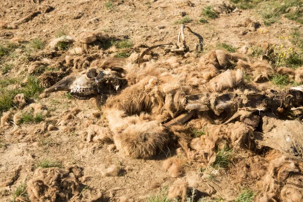 Camello muerto en la estepa. Huesos de camello en el suelo — Foto de Stock
