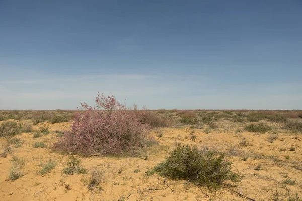Zachodni Kazachstan. Kwitnące drzewa saksonii na pustynnych równinach stepowych. — Zdjęcie stockowe
