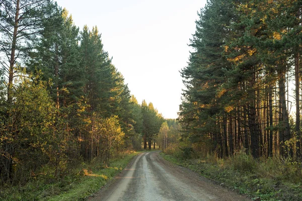 숲에서 녹색 나무와 산책로 차선 경로입니다. 어두운 숲을 통과하는 길 — 스톡 사진