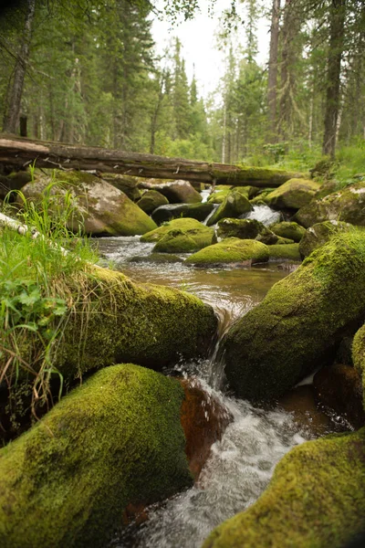 Water stromend over stenen begroeid met mos. Een berg toeloop — Stockfoto