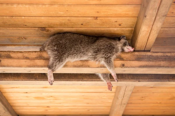 Енот спит лазая по зоопарку на балке под потолком — стоковое фото