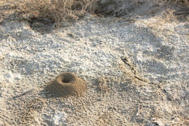 sand.in çölünde kum üzerinde küçük bir Anthill vahşi