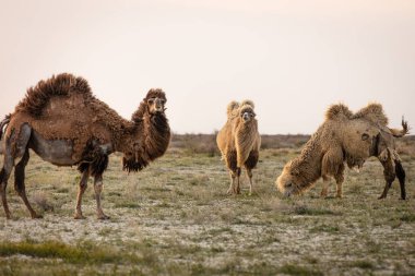 Yaban deve bir çayır üzerinde saman yemek için ayakta. dünyanın en yorucu hayvan