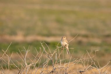 Calandra, sıradan ya da Calandra Lark, ya da gourbi veya takvim Melanocorypha calandra-aile Alaudidae zhavoronkova ötücü kuşlar tür
