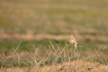 Calandra, sıradan ya da Calandra Lark, ya da gourbi veya takvim Melanocorypha calandra-aile Alaudidae zhavoronkova ötücü kuşlar tür