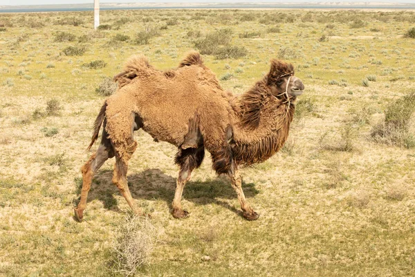 Cammello selvatico in piedi per mangiare fieno su un prato .the animale più estenuante del mondo — Foto Stock