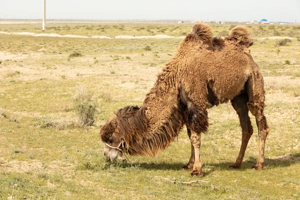 Camelo selvagem de pé para comer feno em um prado. O animal mais extenuante do mundo — Fotografia de Stock