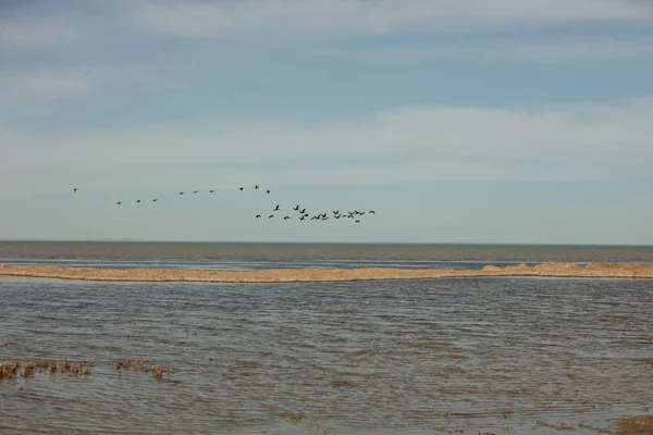 カモメの群れが水の上の岸から飛ぶ — ストック写真