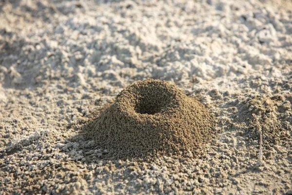 Mały mrowisko na piasku na pustyni sand.in pustyni — Zdjęcie stockowe