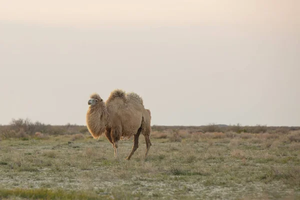 Camello salvaje de pie para comer heno en un prado. El animal más agotador del mundo — Foto de Stock