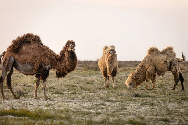 Camello salvaje de pie para comer heno en un prado. El animal más agotador del mundo — Foto de Stock