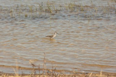 Tringa stagnatilis bir kuş türü su çulluğu aile Scolopacidae olduğunu