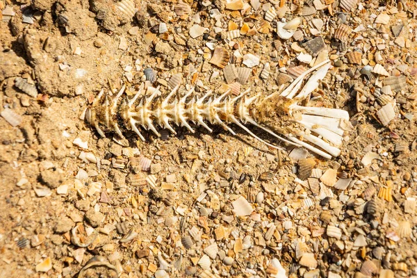 Huesos de pescado en la playa, sequía, peces muertos —  Fotos de Stock