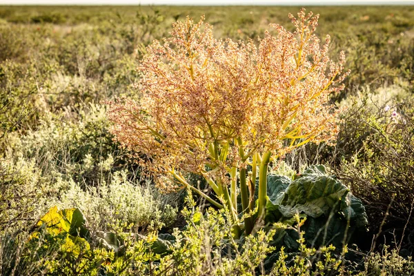 Il rabarbaro tataro è una pianta erbacea perenne. Distribuito nella regione del Volga e Kazakistan. Tumbleweed — Foto Stock