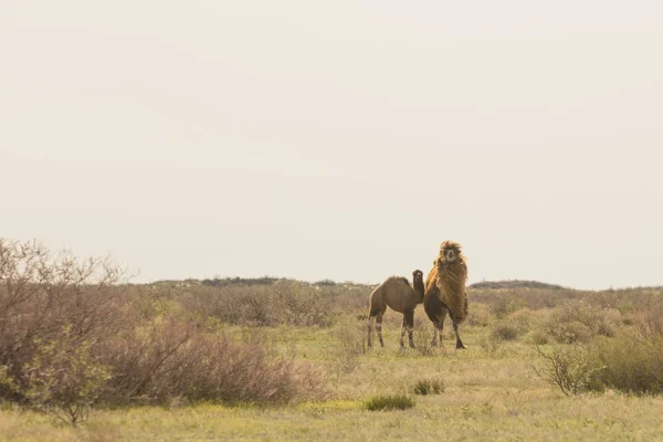 Camello salvaje de pie para comer heno en un prado. El animal más agotador del mundo — Foto de Stock