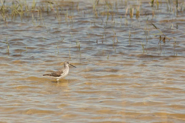 Tringa stagnatilis – gatunek ptaka z rodziny snipecowatych (Scolopacidae) — Zdjęcie stockowe