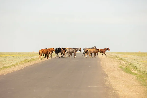 Los caballos están en la carretera. Detrás del paisaje estepa — Foto de Stock