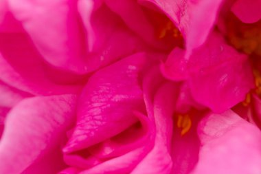 Gül soyut makro, sığ derinlik-in tarla