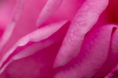 Gül soyut makro, sığ derinlik-in tarla