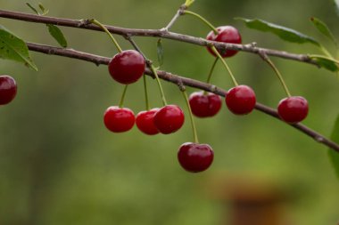 bahçede bir ağaç üzerinde olgun kiraz ripe kırmızı kiraz