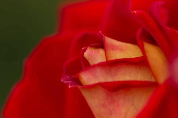Růže abstraktní makro, mělké hloubky ostrosti — Stock fotografie
