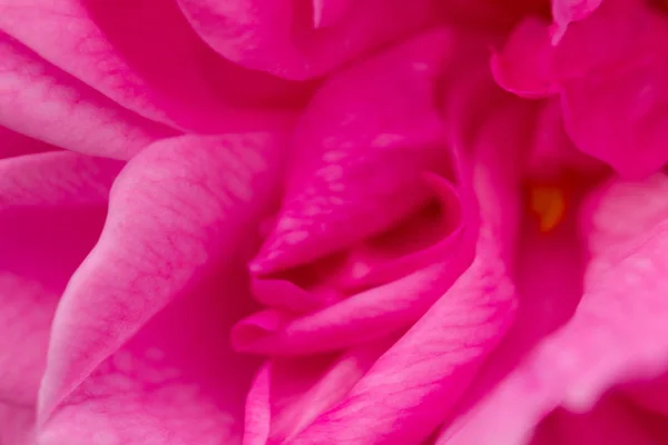 Rosa macro abstrato, profundidade de campo rasa — Fotografia de Stock