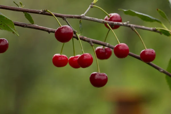 bahçede bir ağaç üzerinde olgun kiraz ripe kırmızı kiraz