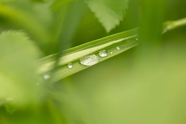 Gota de orvalho de manhã na folha com luz solar — Fotografia de Stock