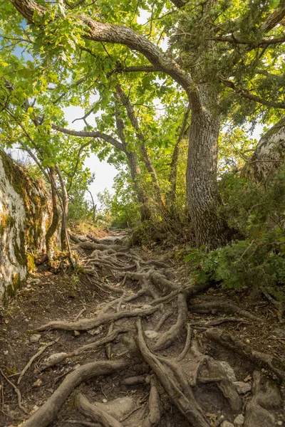 As raízes de uma árvore que apareceu na terra . — Fotografia de Stock
