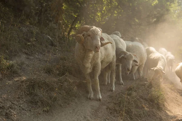 Cara de oveja. Animales de cría, una manada de ovejas van a pastar en el prado — Foto de Stock