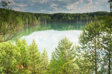 Orman gölü manzarası. Göl manzaralı orman