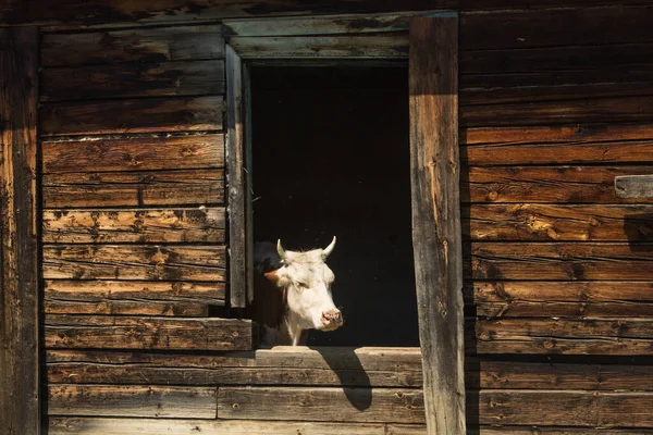 Las Vacas Escapan Del Calor Una Vieja Casa Madera Abandonada — Foto de Stock