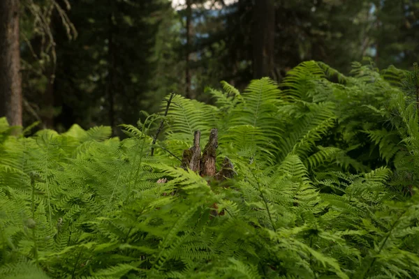 Los Helechos Hermosos Dejan Naturaleza Verde Del Follaje Fondo Helecho — Foto de Stock