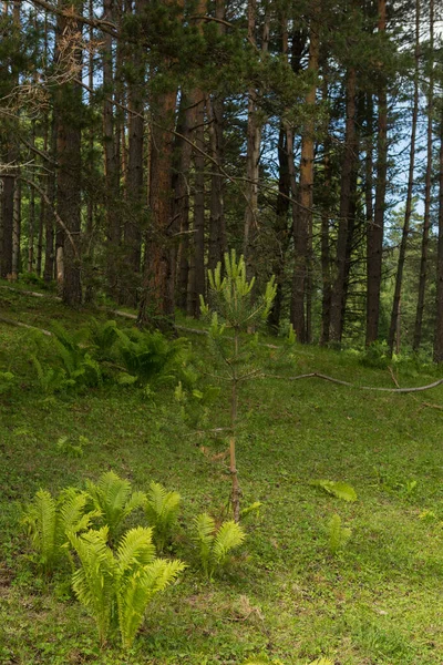 Bellissimo Campo Compensazione Verde Una Foresta Immagine Con Spazio Copia — Foto Stock