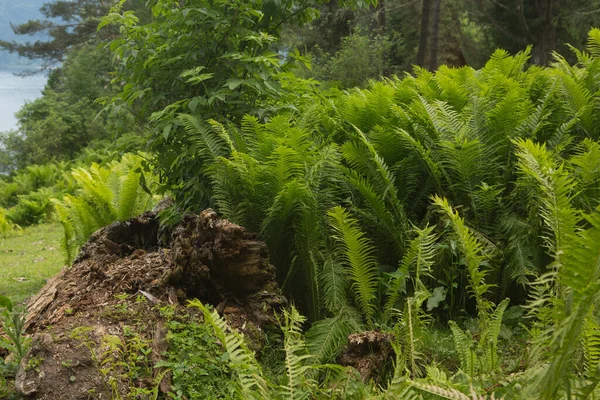 Beautiful ferns leaves green foliage nature. Floral fern background. Ferns leaves green foliage. Tropical leaf. Exotic forest plant. Botany concept. Ferns jungles.