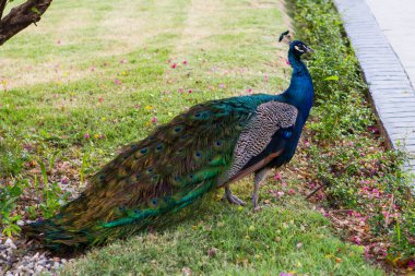 Tavuskuşu tasmalı ve Abhazya 'da turistlere poz veriyor.