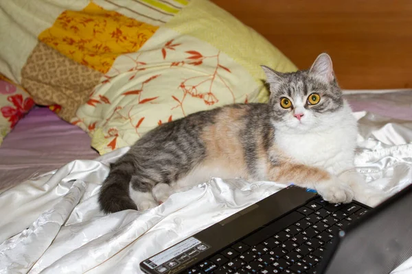 Niedliche Schottische Grau Gerade Katze Arbeiten Computer Online — Stockfoto