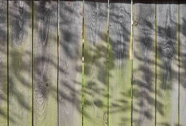 Eski ahşap panoları, yeşilimsi moss gri