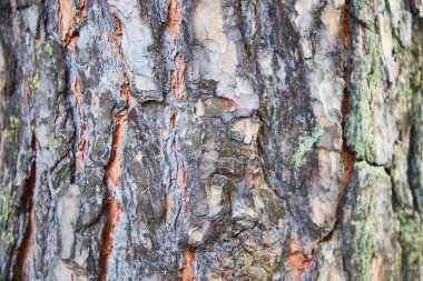 Arka plan, doku çam kabuğu