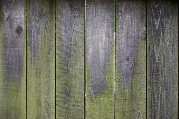 오래 된 회색 나무 보드, 녹색 이끼 로열티 프리 스톡 이미지